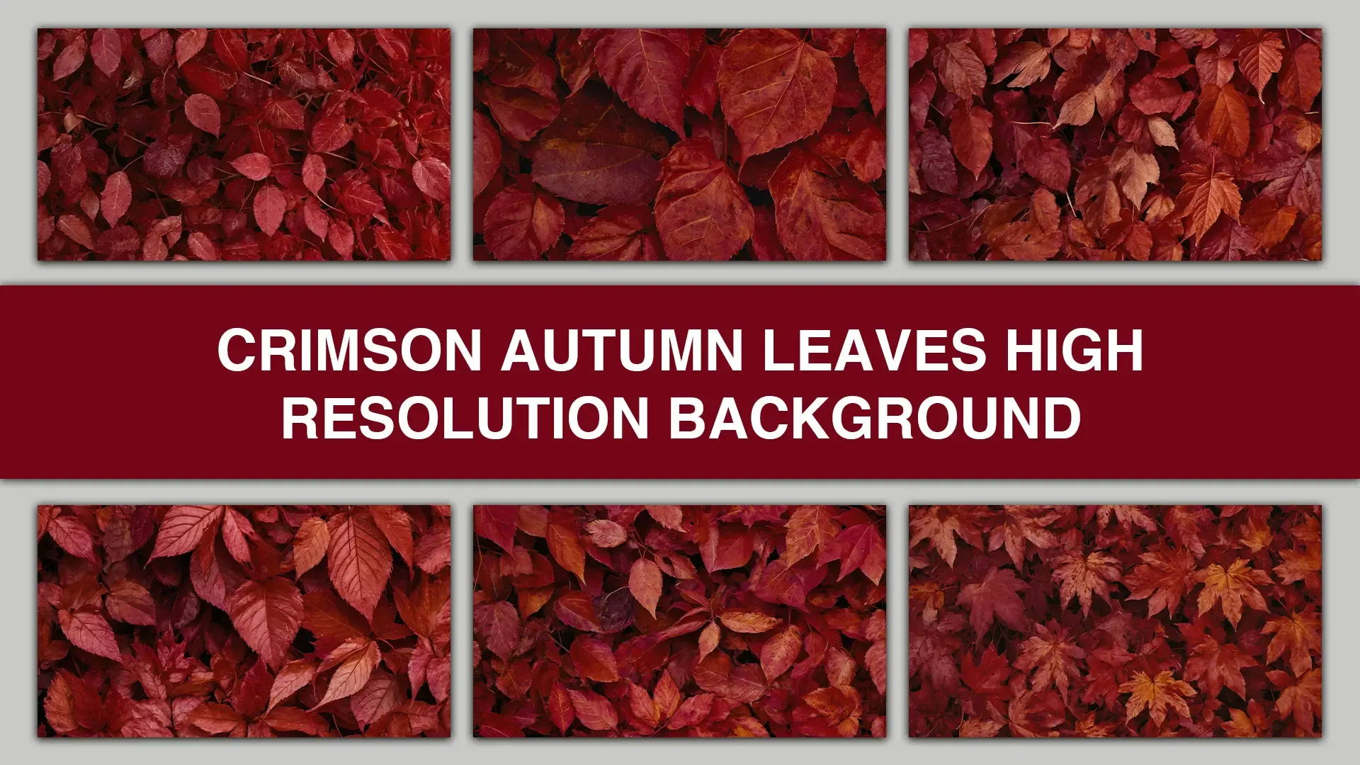 Crimson Autumn Leaves High Resolution Background JPGs image